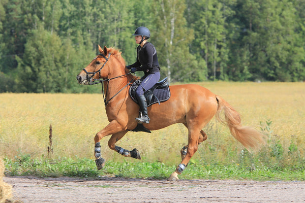 Équipements pour cavaliers et chevaux - Jolijump