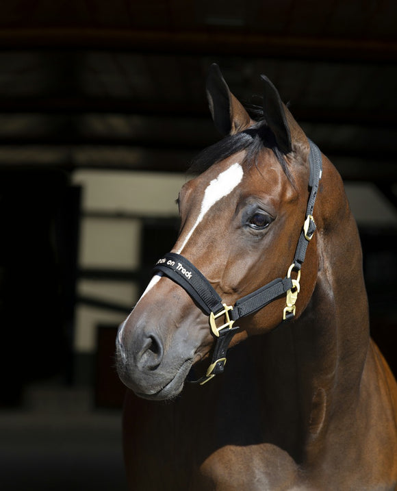 Licol Werano BACK ON TRACK - JoliJump, Sellerie et Equipements pour Cheval