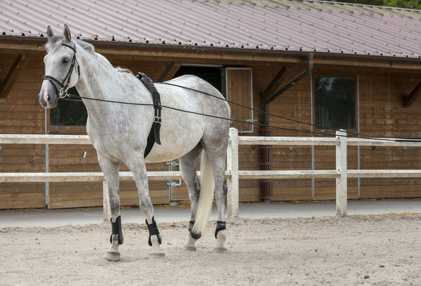 Longues rênes Cuir / Corde RIDING WORLD - JoliJump, Sellerie et Equipements pour Cheval