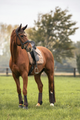 Tapis de selle Haze Collection BACK ON TRACK - JoliJump, Sellerie et Equipements pour Cheval